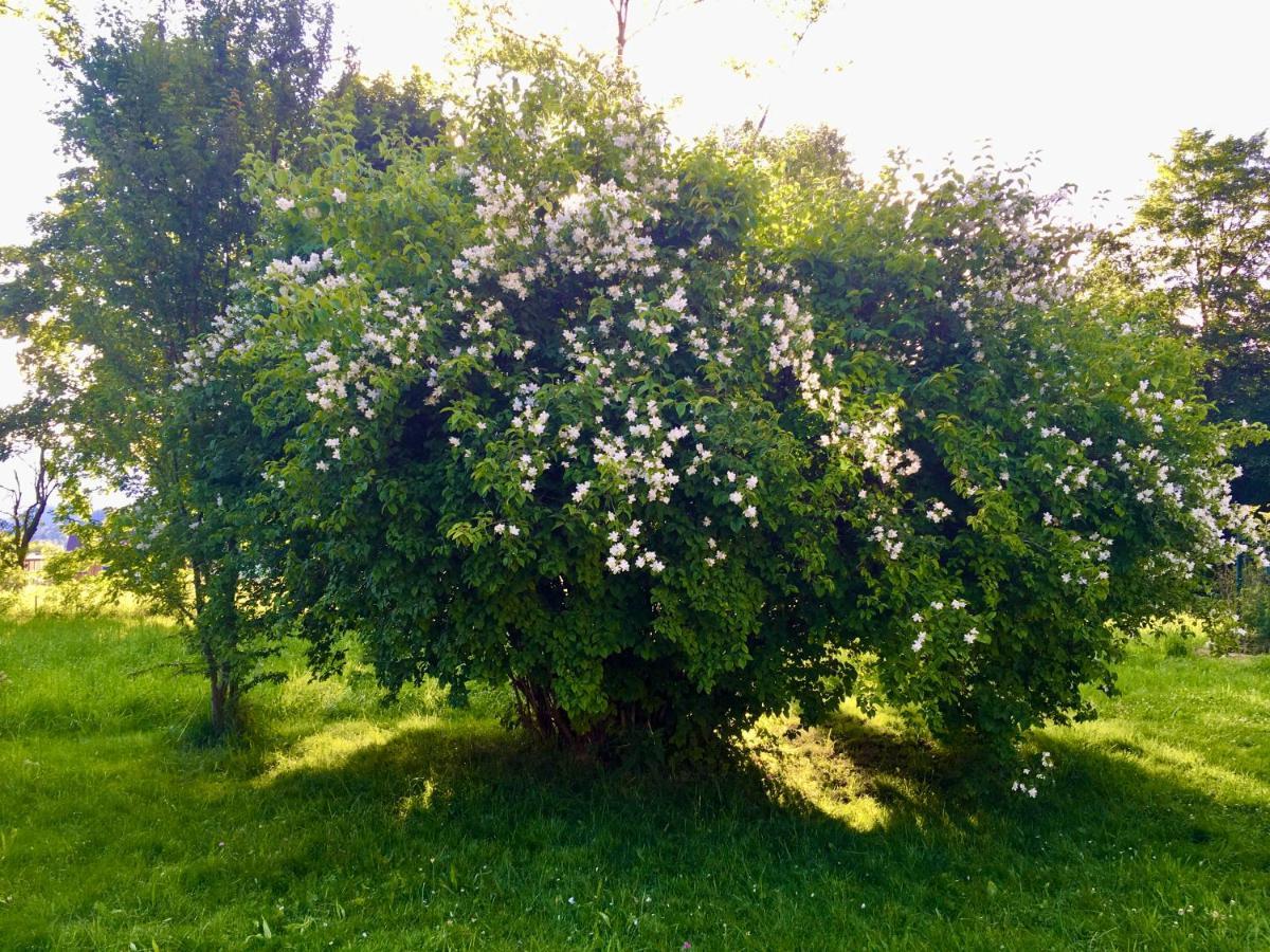 Naturforsthaus Gartenblick Fuer Hunde - Und Naturverbundene Menschen Preitenegg Zewnętrze zdjęcie